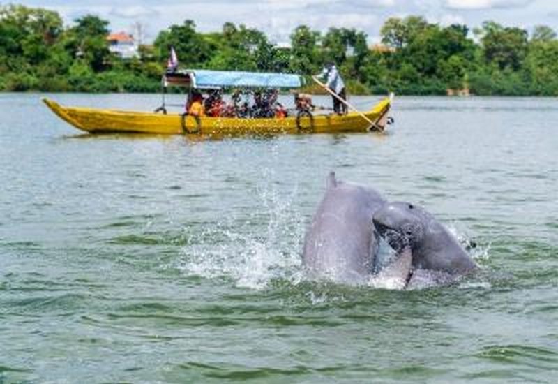 Cá heo nước ngọt cần được bảo vệ trước bờ vực tuyệt chủng